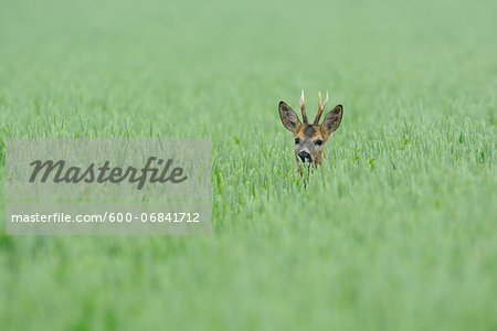 Roe deer (Capreolus capreolus), Roebuck in Grain field, Hesse, Germany, Europe