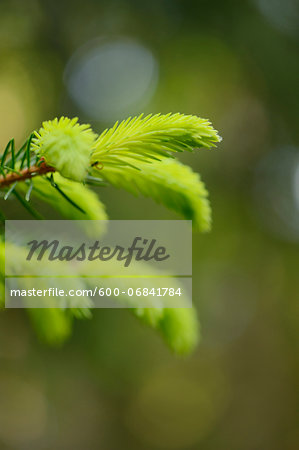 Close-up of Shoots of Norway Spruce (Picea abies) in Forest in Spring, Upper Palatinate, Bavaria, Germany