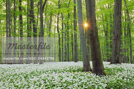 Ramsons (Allium ursinum) in European Beech (Fagus sylvatica) Forest in Spring, Hainich National Park, Thuringia, Germany