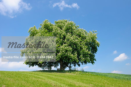 Horse Chestnut Tree (Aesculus hippocastanum) in Bloom in Springtime, Switzerland