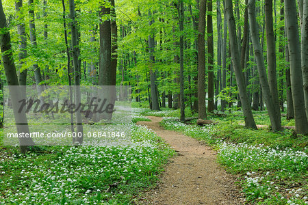 Footpath through Ramsons (Allium ursinum) in European Beech (Fagus sylvatica) Forest in Spring, Hainich National Park, Thuringia, Germany