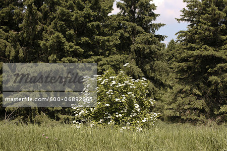 Flowering Bush, Innisfil, Ontario, Canada