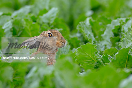 European Brown Hare (Lepus europaeus) in Sugar Beet Field, Hesse, Germany