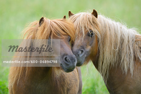 Close-up of Horses Nuzzling, Hesse, Germany