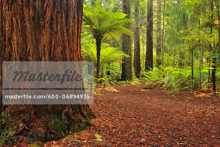 Path through Whakarewarewa Forest with Redwood Trees, near Rotorua, Bay of Plenty, North Island, New Zealand