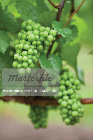 Bunches of Unripe White Grapes on Vine after Rain Shower, Niagara Region, Ontario, Canada Bunches of Unripe White Grapes on Vine after Rain Shower, Niagara Region, Ontario, Canada