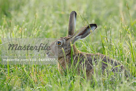 European Brown Hare (Lepus europaeus) in Meadow in Summer, Hesse, Germany