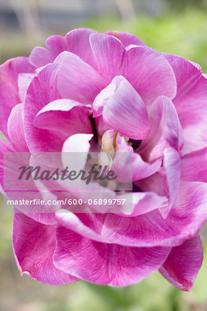 Close-up of a pink blossom, Germany