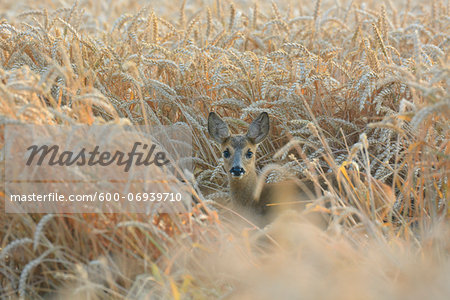 Roe Deer (Capreolus capreolus) Fawn in Wheat Field, Hesse, Germany