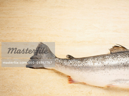 Close-up of Tail of Salmon Trout on Cutting Board, Studio Shot
