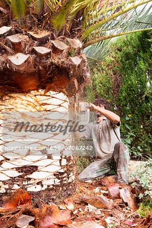 Man peeling palm tree with chainsaw, Majorca, Spain