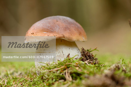 Close-up of Penny Bun (Boletus edulis) in Forest, Bavaria, Germany