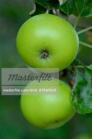 Close-up of Apples hanging on Tree, Styria, Austria Close-up of Apples hanging on Tree, Styria, Austria