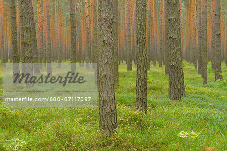 Pine Forest, Biosphere Reserve, Lusatia, Saxony, Germany