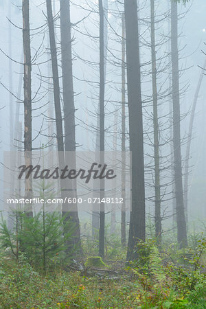 Spruce forest in early morning mist, Spessart, Bavaria, Germany, Europe