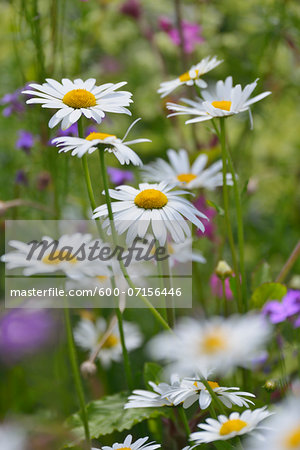 Close-up of daisies in flowering meadow in summer, Bavaria, Germany