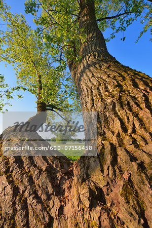 Close-up of trunk of Willow Tree in Spring, Kahl, Alzenau, Bavaria, Germany