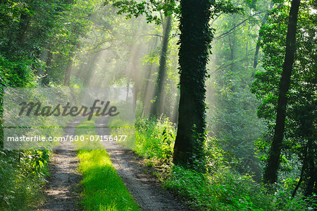 Forest Path with Morning Mist in Summer, Grossheubach, Franconia, Bavaria, Germany