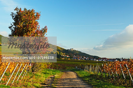 Vineyard Landscape, near St Martin, German Wine Route, Rhineland-Palatinate, Germany