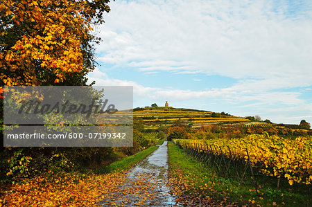 Vineyard Landscape, near Bad Duerkheim, German Wine Route, Rhineland-Palatinate, Germany