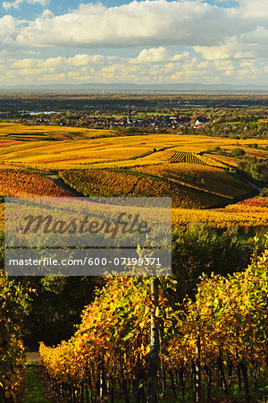 Vineyard Landscape, Ortenau, Baden Wine Route, Baden-Wurttemberg, Germany