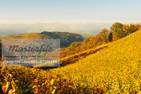 Vineyard Landscape and Waldmatt Village, Ortenau, Baden Wine Route, Baden-Wurttemberg, Germany