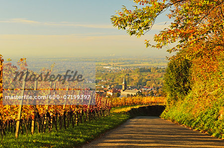 Vineyard Landscape and Lauf Village, Ortenau, Baden Wine Route, Baden-Wurttemberg, Germany