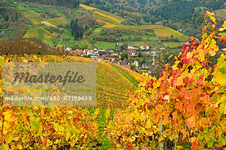 Vineyard Landscape and Ringelbach Village, Ortenau, Baden Wine Route, Baden-Wurttemberg, Germany
