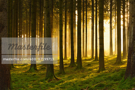 Spruce Forest in Early Morning Mist at Sunrise, Odenwald, Hesse, Germany Spruce Forest in Early Morning Mist at Sunrise, Odenwald, Hesse, Germany