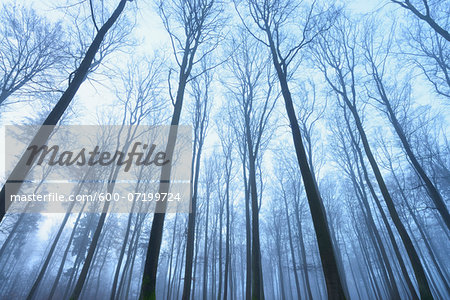 European Beech Forest (Fagus sylvatica) in Early Morning Mist, Spessart, Bavaria, Germany European Beech Forest (Fagus sylvatica) in Early Morning Mist, Spessart, Bavaria, Germany