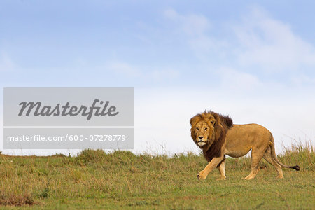 Male Lion (Panthera leo) in Savanna, Masai Mara National Reserve, Kenya Male Lion (Panthera leo) in Savanna, Masai Mara National Reserve, Kenya