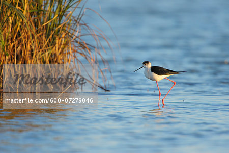 Black-winged Stilt (Himantopus himantopus) in Spring, Illmitz, Lake Neusiedl, Burgenland, Austria