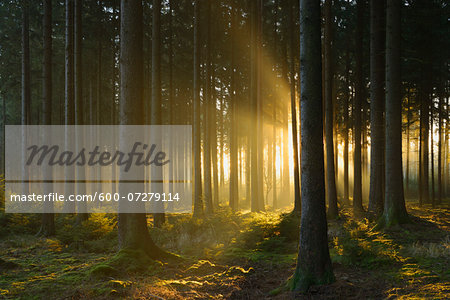 Spruce Forest in Early Morning Mist at Sunrise, Odenwald, Hesse, Germany Spruce Forest in Early Morning Mist at Sunrise, Odenwald, Hesse, Germany