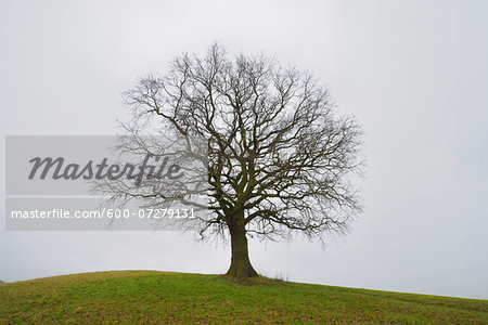 Bare Oak Tree on Hill, Odenwald, Hesse, Germany