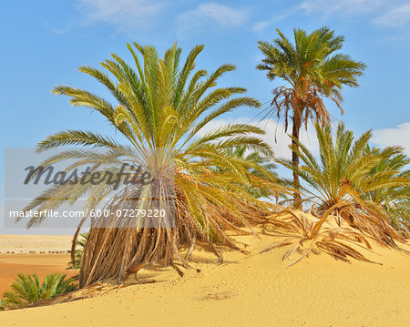 Date Palms in Desert, Matruh Governorate, Libyan Desert, Sahara Desert, Egypt, Africa