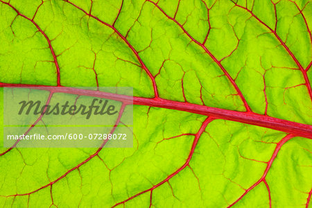 Close-up of Swiss Chard (Beta vulgaris) Leaf, Studio Shot