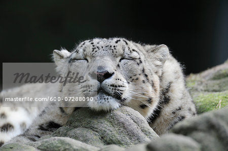 Portrait of Sleeping Snow Leopard (Panthera unica) in Zoo, Nuremberg, Bavaria, Germany Portrait of Sleeping Snow Leopard (Panthera unica) in Zoo, Nuremberg, Bavaria, Germany
