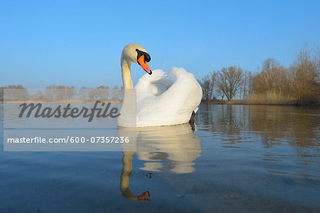 Mute Swan (Cygnus olor) on Lake, Hesse, Germany