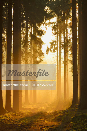 Spruce Forest in Early Morning Mist at Sunrise, Odenwald, Hesse, Germany Spruce Forest in Early Morning Mist at Sunrise, Odenwald, Hesse, Germany