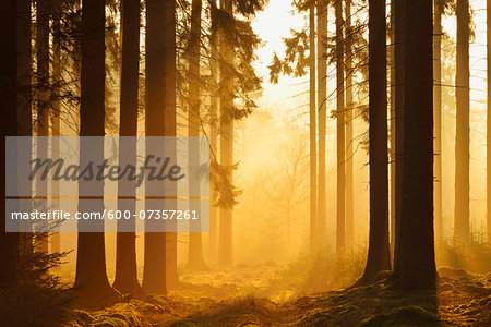 Spruce Forest in Early Morning Mist at Sunrise, Odenwald, Hesse, Germany