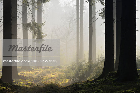 Spruce Forest in Early Morning Mist, Odenwald, Hesse, Germany
