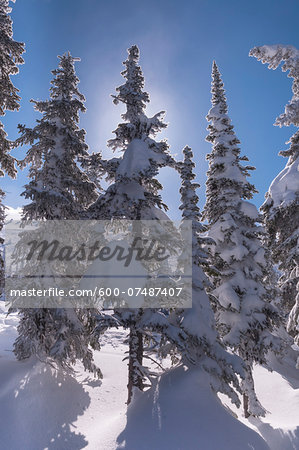 Close-up of snow coverd evergreen trees, Big White Mountain, Kelowna, British Columbia, Canada