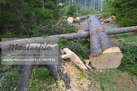 Felled spruces in forest, Spessart, Hesse, Germany, Europe