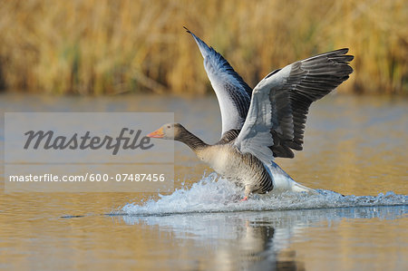 Greylag goose (Anser anser) landing on lake, Hesse, Germany, Europe