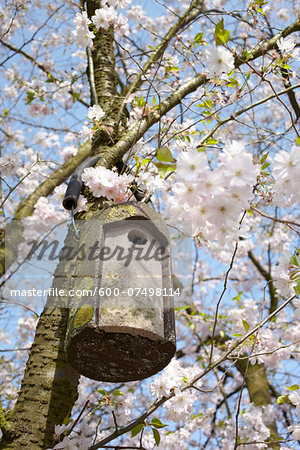Bird House Hanging in Tree with Cherrry Blossoms, Hamburg, Germany