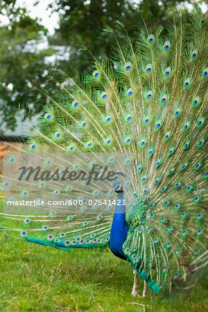 Plumage Peacock