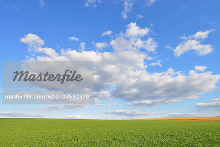 Corn Field with Cloudy Sky in Springtime, Odenwald, Hesse, Germany Corn Field with Cloudy Sky in Springtime, Odenwald, Hesse, Germany