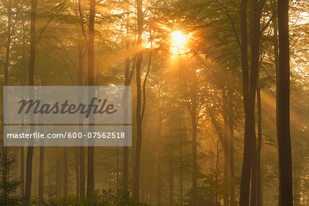 Sunbeams in European Beech (Fagus sylvatica) Forest, Spessart, Bavaria, Germany