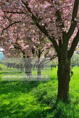 Blooming Cherry Trees in Castle Park in Spring, Weikersheim, Baden-Wurttemberg, Germany