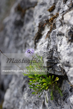 Close-up of Heart-leaved Globe Daisy (Globularia cordifolia) Blossoms in Alps in Spring, Styria, Austria